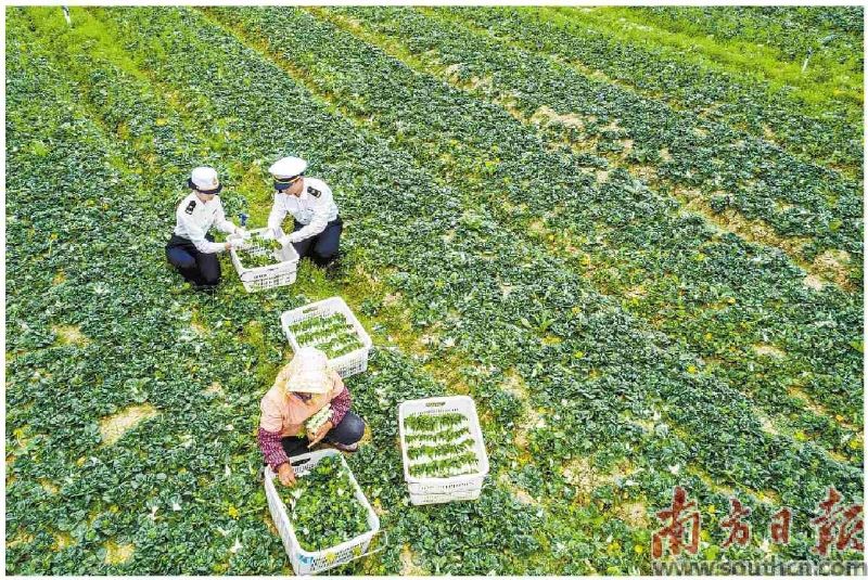 海关总署广东分署牵头增进粤港澳大湾区民生福祉 全力提升&ldquo;供港&rdquo;食品海关监管服务效能